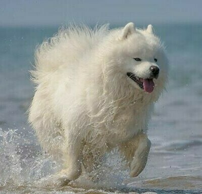  САМОЕД 