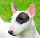  БУЛЬТЕРЬЕР 