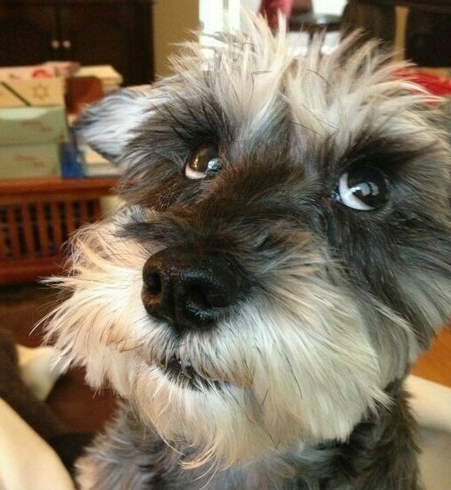  ЦВЕРГШНАУЦЕР 