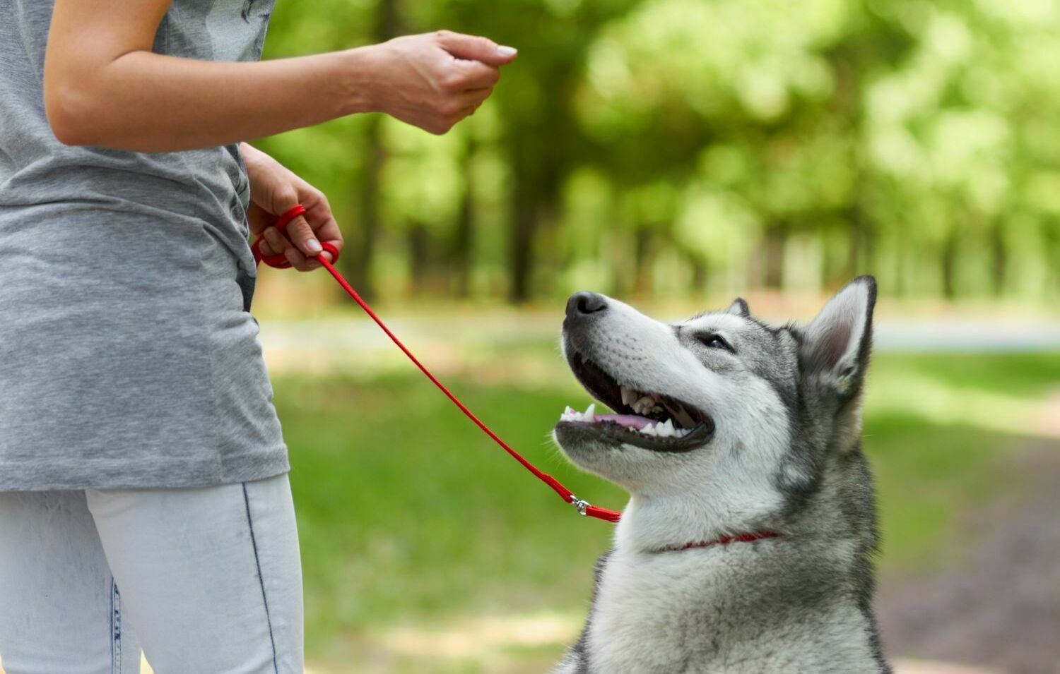 Дрессировка собак Дрессировка собак