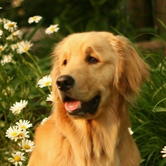 ГОЛДЕН РЕТРИВЕР 