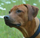 РОДЕЗ. РИДЖБЕК