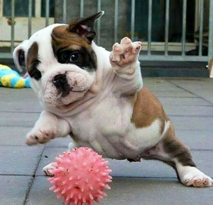 АНГЛ. БУЛЬДОГ