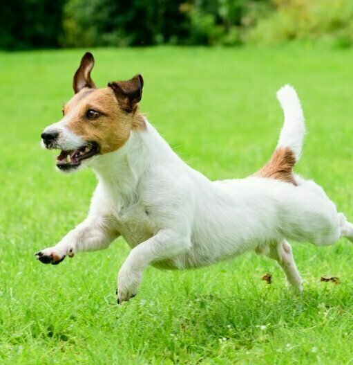 ДЖЕК-РАССЕЛ ТЕРЬЕР