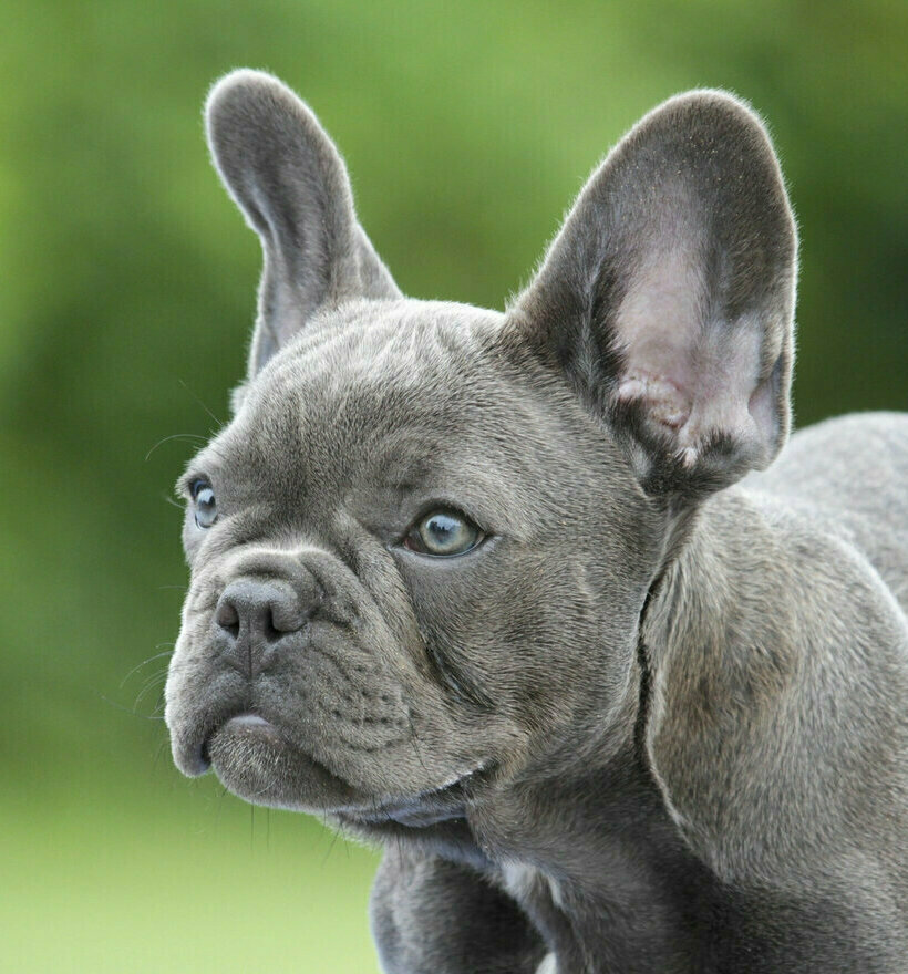 ФРАНЦ. БУЛЬДОГ