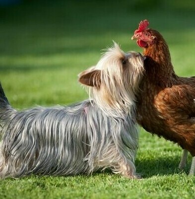 ЙОРКШ. ТЕРЬЕР