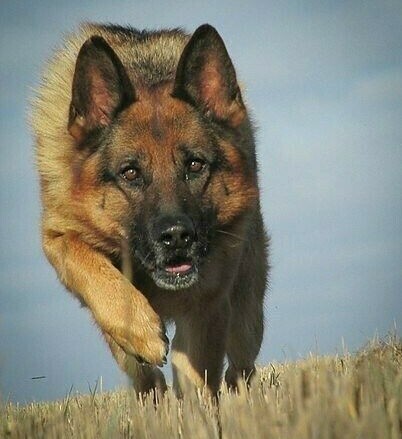 НЕМ. ОВЧАРКА