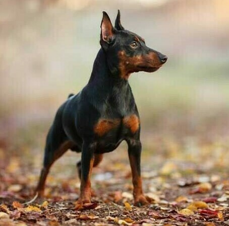  ЦВЕРГПИНЧЕР 