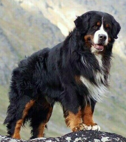  ЗЕННЕНХУНД 