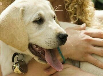 Воспитание щенка Воспитание щенка